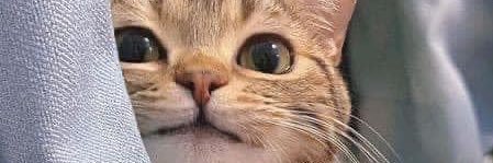 carocarorie's profile banner image
