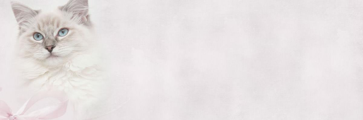 yuniaptr's profile banner image