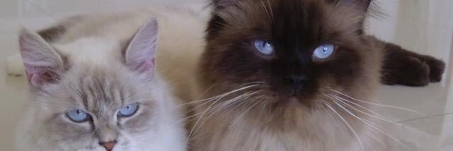 kaniabel's profile banner image