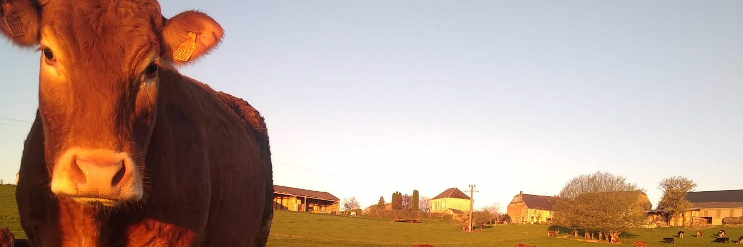 Morrzel's profile banner image