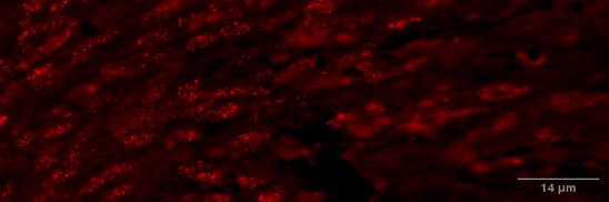 Anam Fahad, MD banner