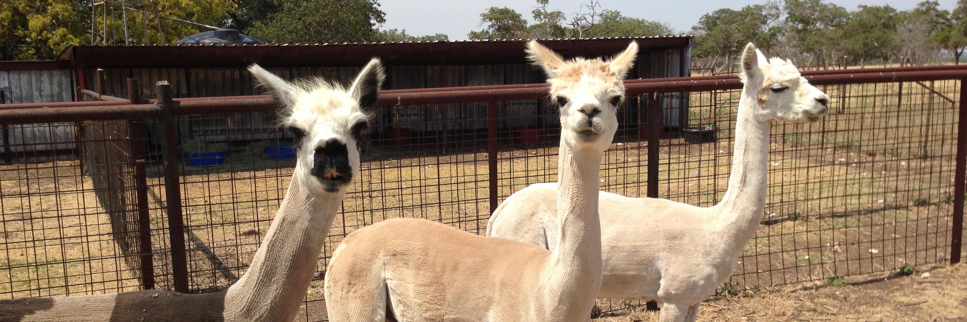 Michael Smith banner