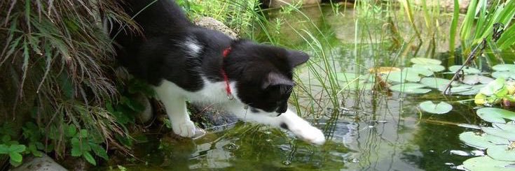 cat tears of joy🍀 banner