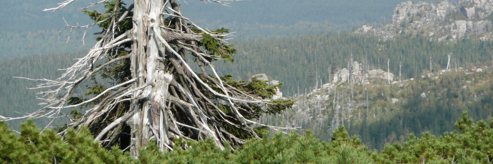 Mark Snow Fella banner