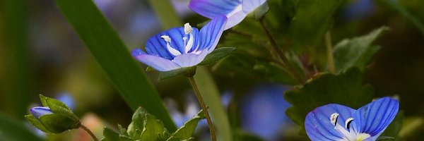 UrbanNatureOrg Profile Banner