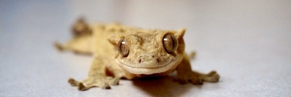 stickthyologist Profile Banner