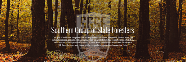 SGSF_Forests Profile Banner