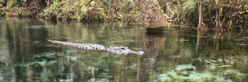 Leo Monterosso banner