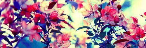 FlorFuentess_'s profile banner image