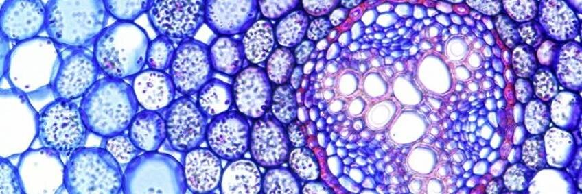 Brunel Microscopes banner