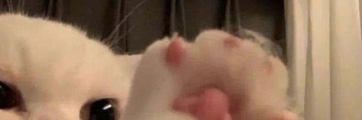 p banner