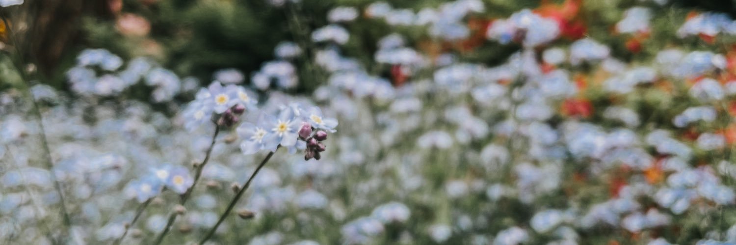 Sintija_L's profile banner image
