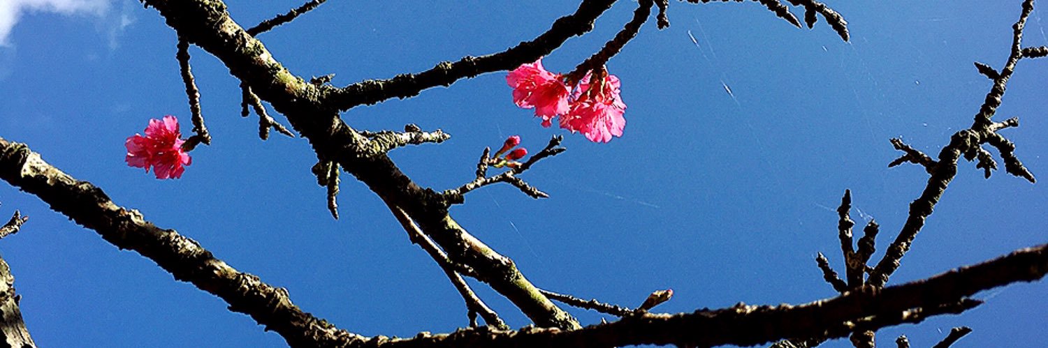 charryblown0901's profile banner image