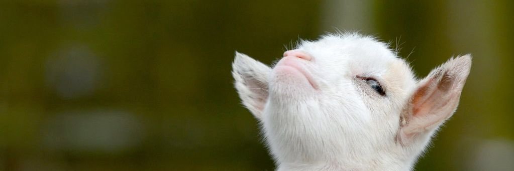 Abbie_Rodford's profile banner image
