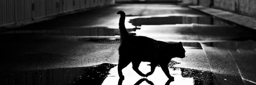 gonfi's profile banner image