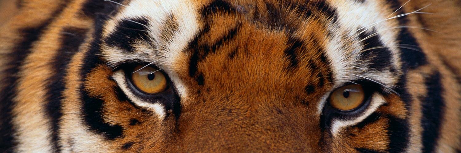 Tinidebucourt's profile banner image