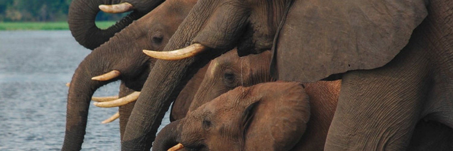 Stefan Fercot banner