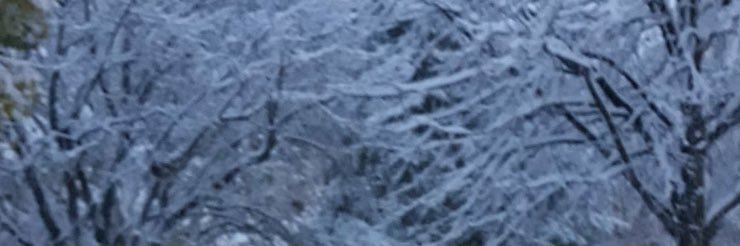 maria s cora banner