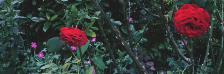 Marie_Collinet's profile banner image