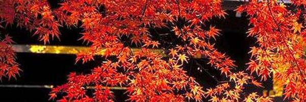 Kstigarbha Profile Banner