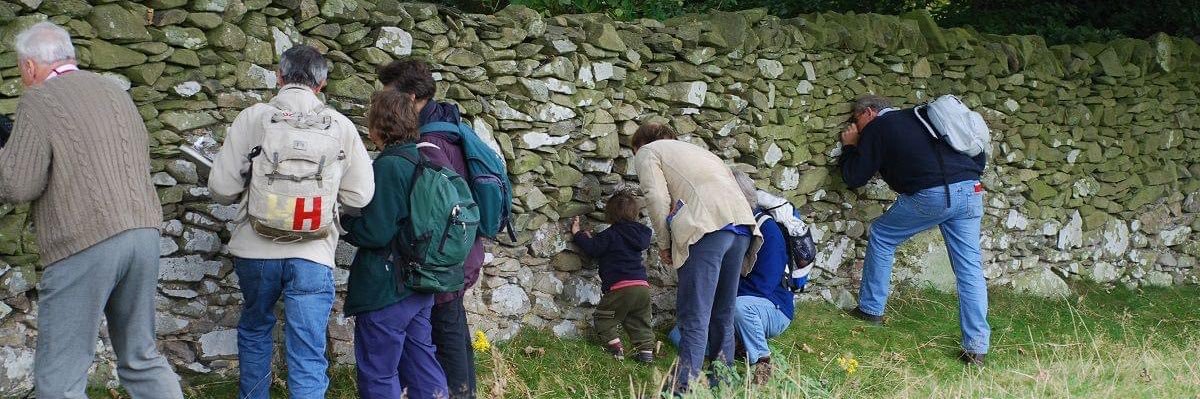 The British Lichen Society's banner