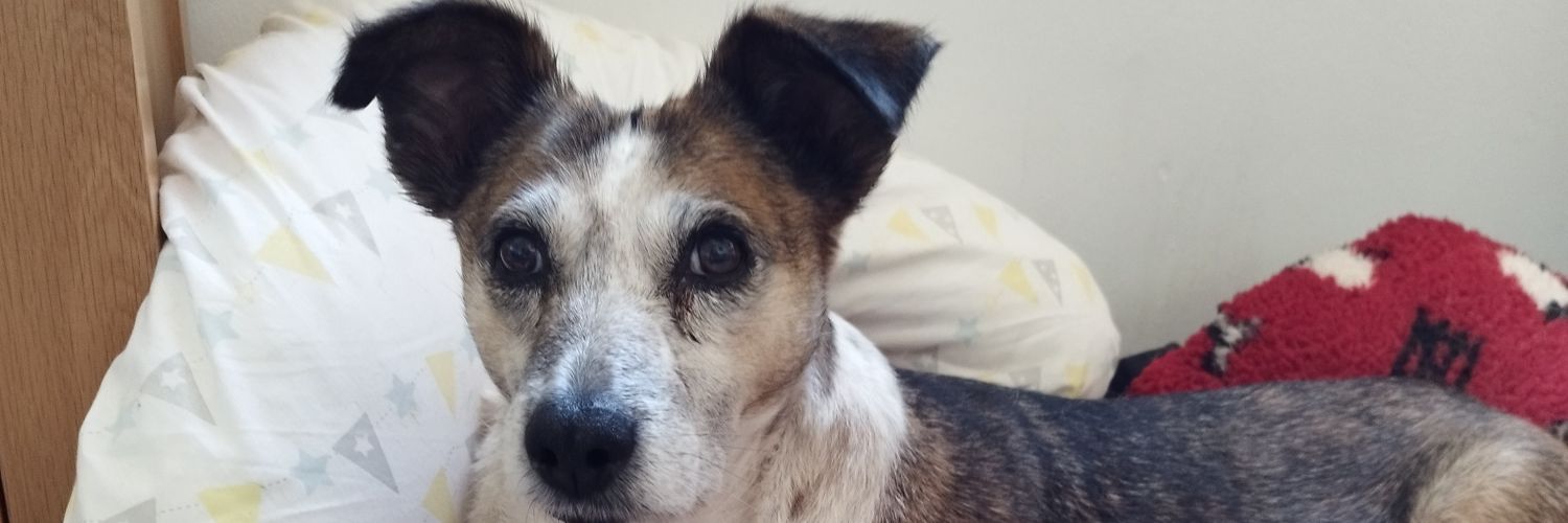 ☕ т®ª©€y  ☕ banner