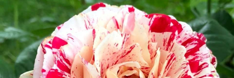 LEKauffman's profile banner image