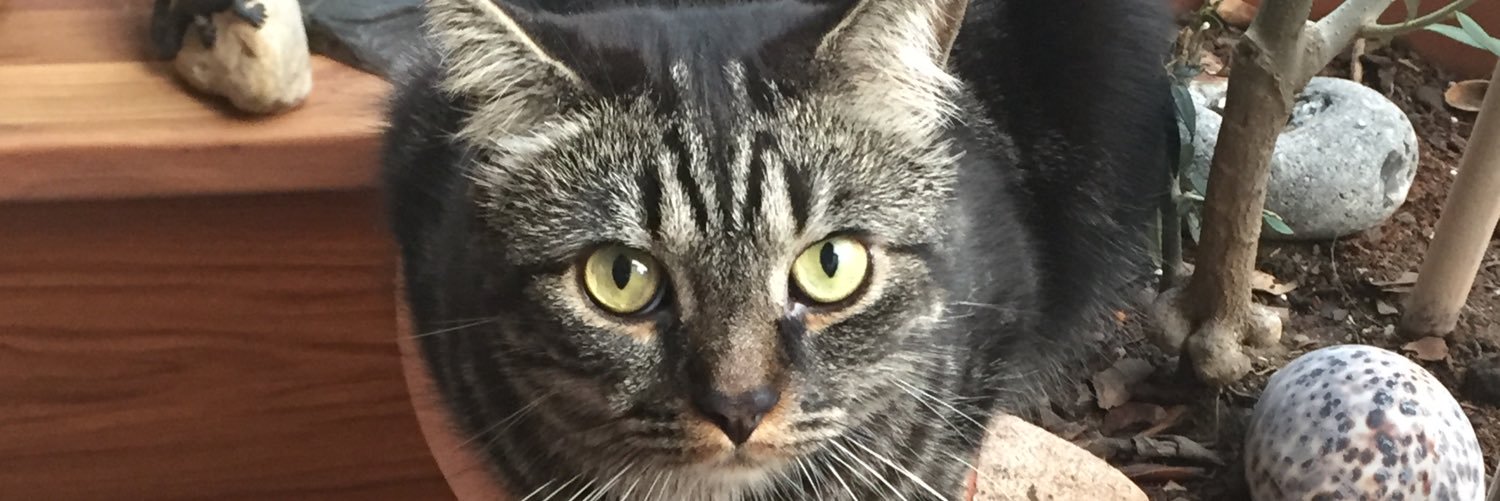 Silvia Dincuff ⚜️🎗️🎗️⚜️ banner