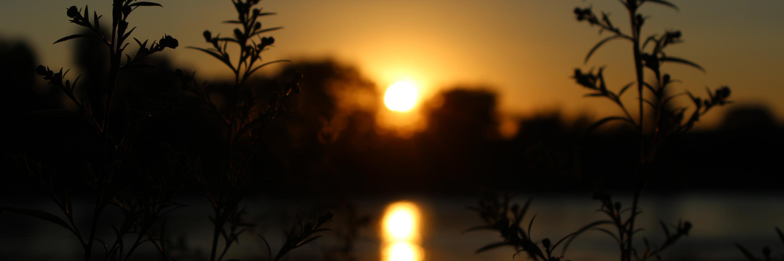 DieTraeumerin_'s profile banner image