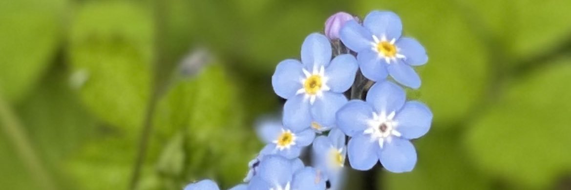 Colleen M Cullum banner