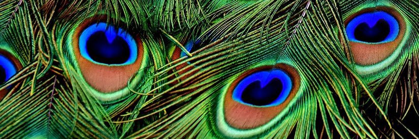 Quentin Pauchard banner