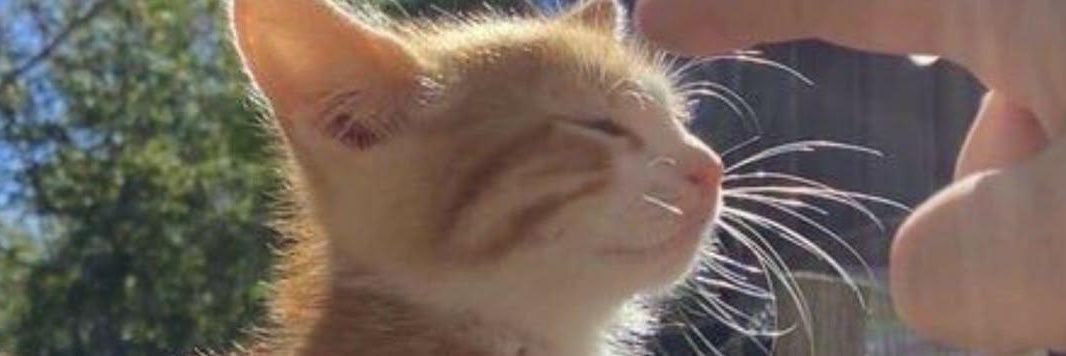 Daily cat posts 🐈 banner