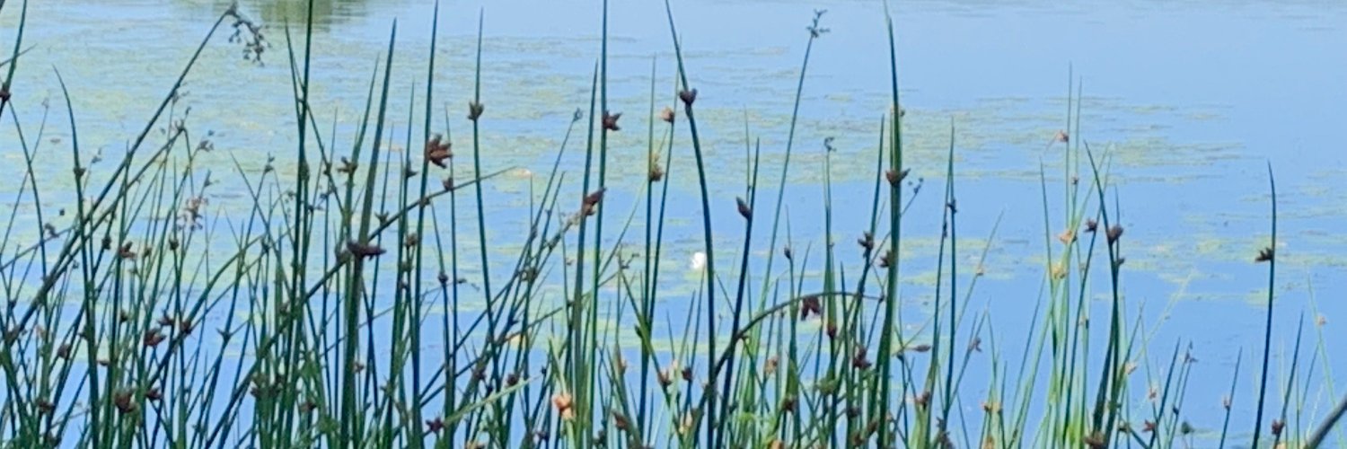 Andrew Bellinger banner