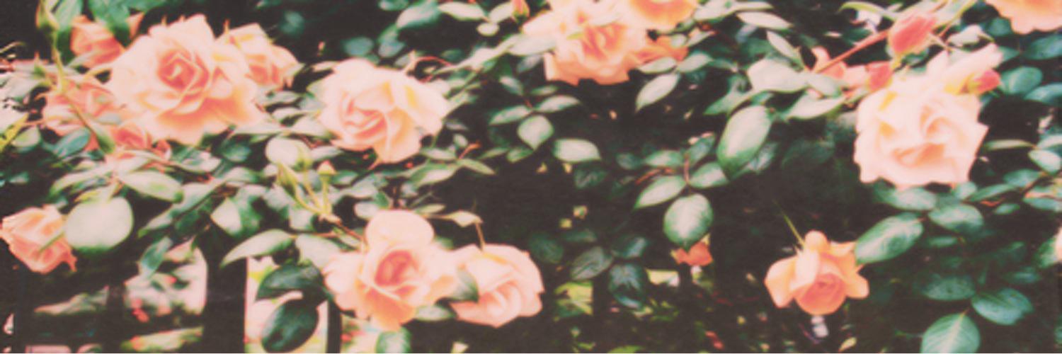 _alisonnx3's profile banner image