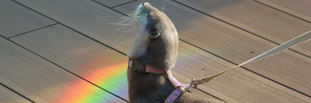 OneOtterPilot's profile banner image