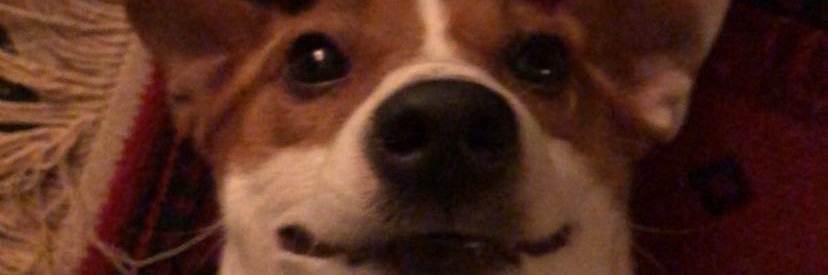 _llaurapetit's profile banner image