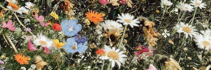 sarahmmmparlow's profile banner image