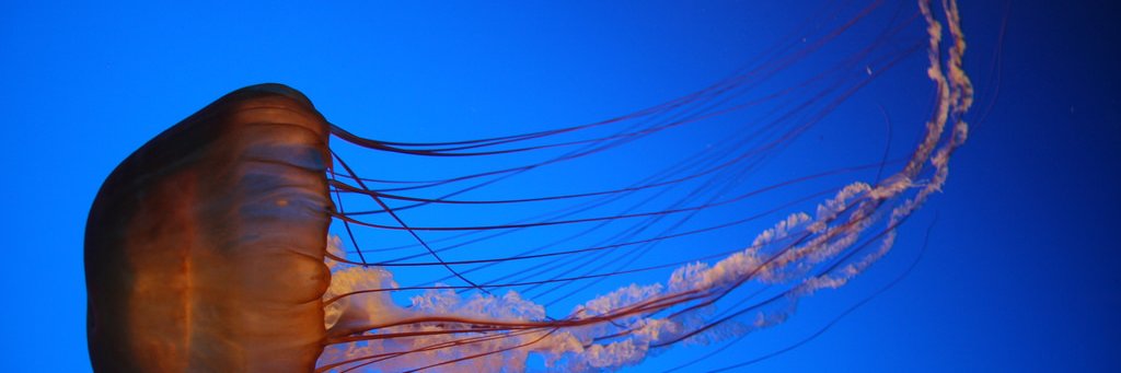 Noodlefish banner