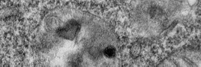 Isaspore's profile banner image