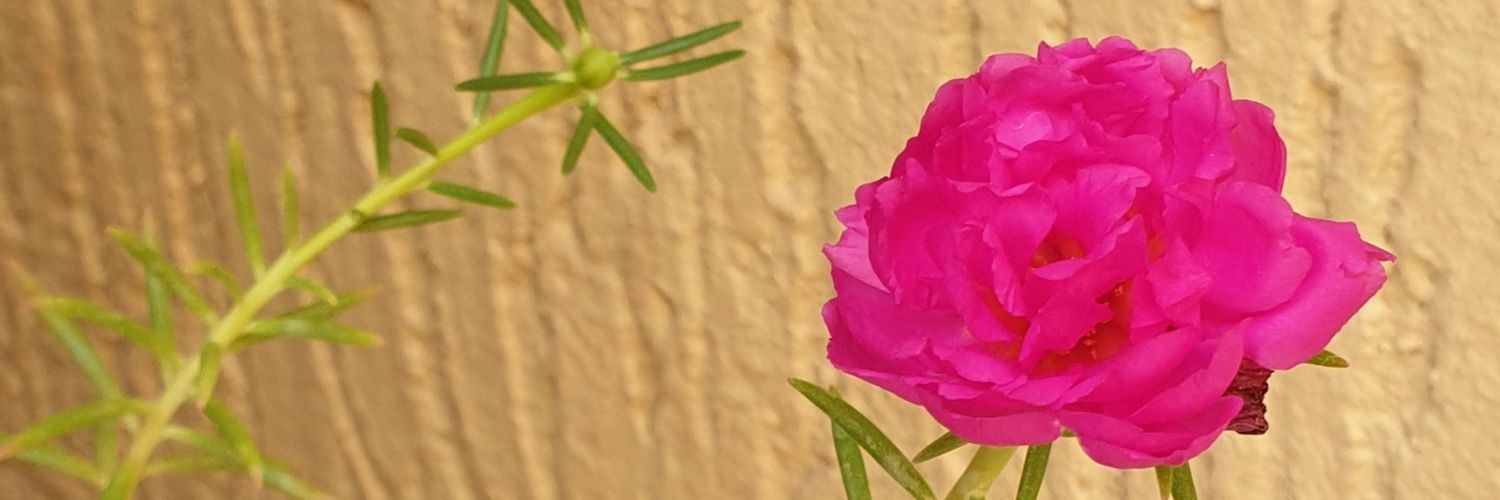 shamlankm's profile banner image