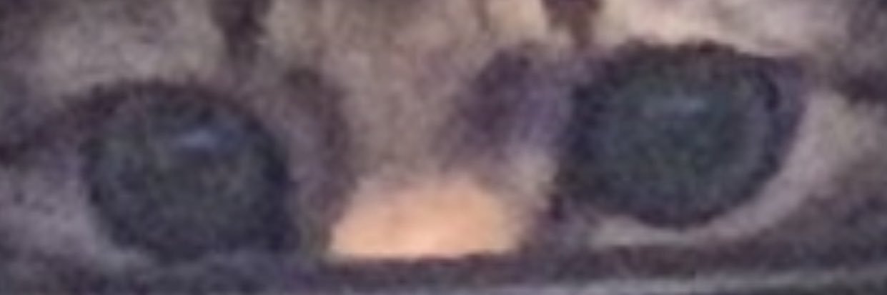 evergreenvvitch's profile banner image