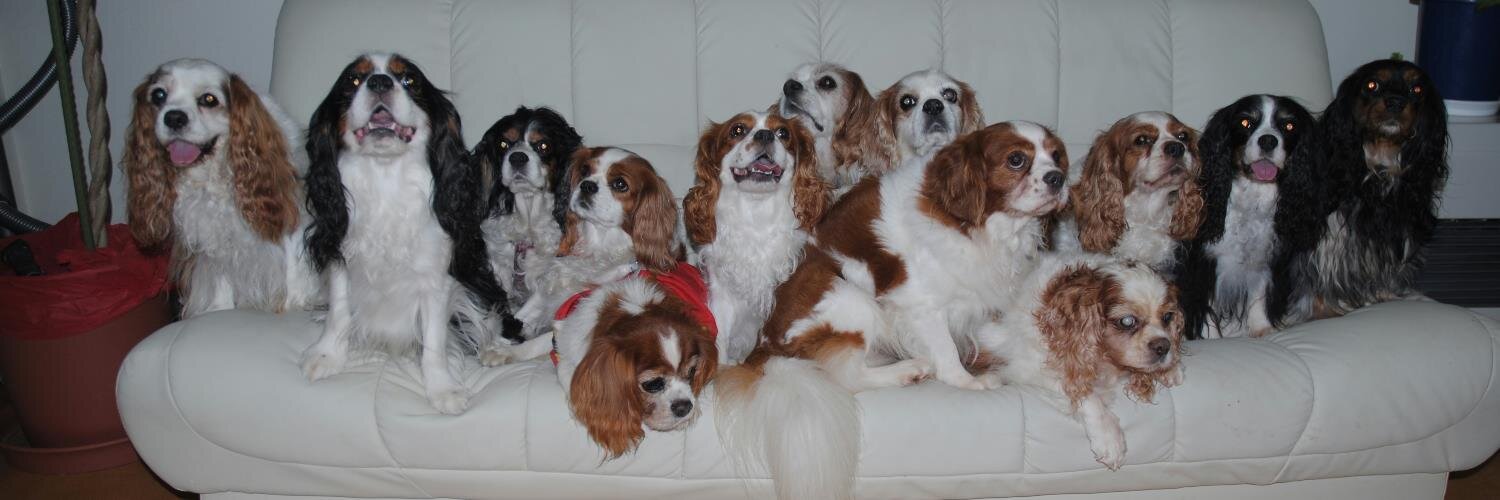 Teamcavalier5's profile banner image