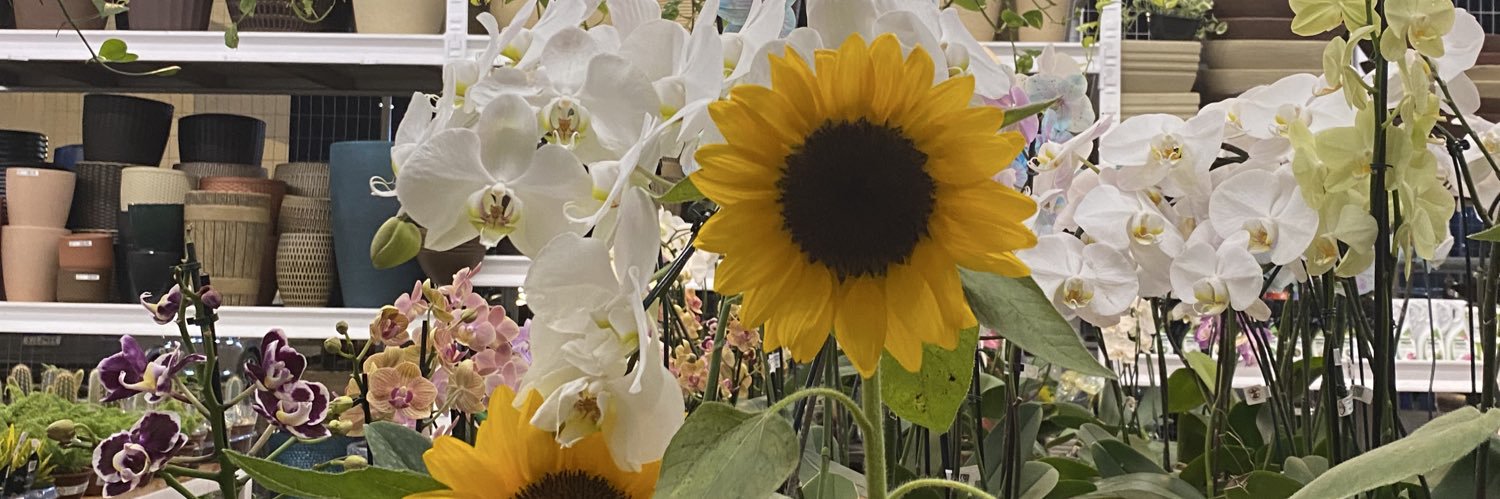_daniopsb's profile banner image