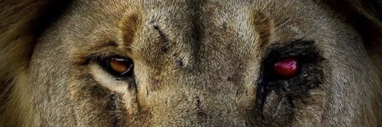 Dreïzzy🇬🇫 banner