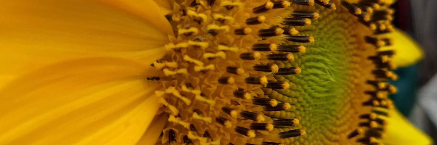 carolinazocoli's profile banner image