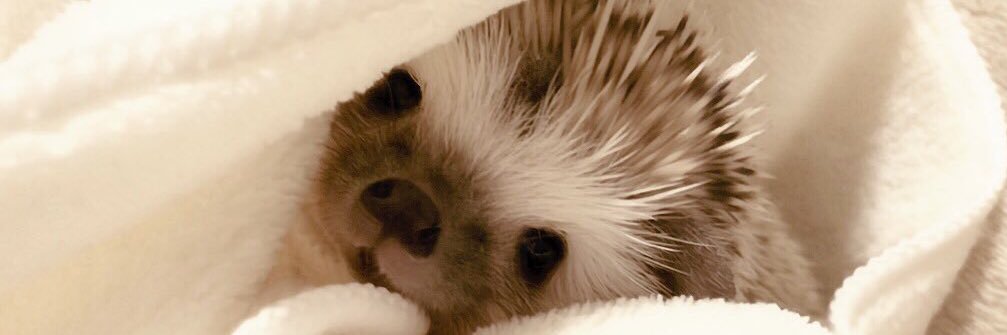 Soy_Hedgehog's profile banner image