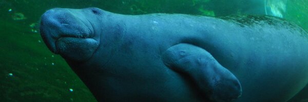 UnrealZachWard Profile Banner