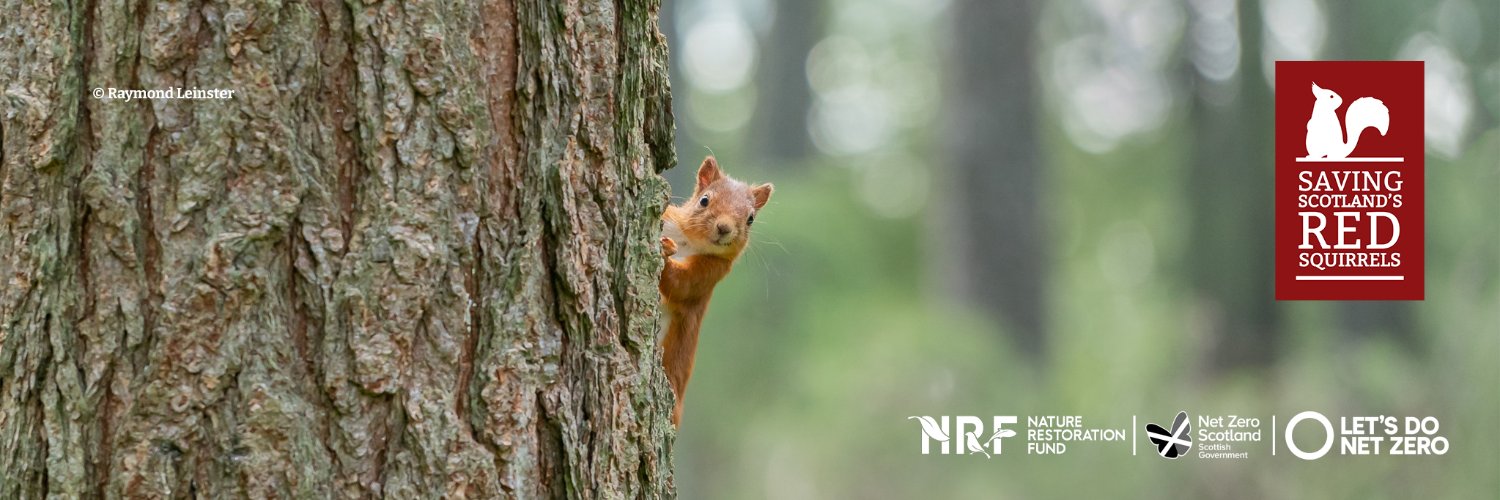 Saving Scotland's Red Squirrels Profile Banner