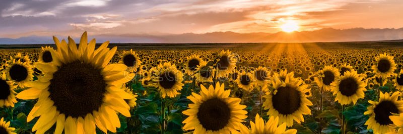 The Sunflower Study banner