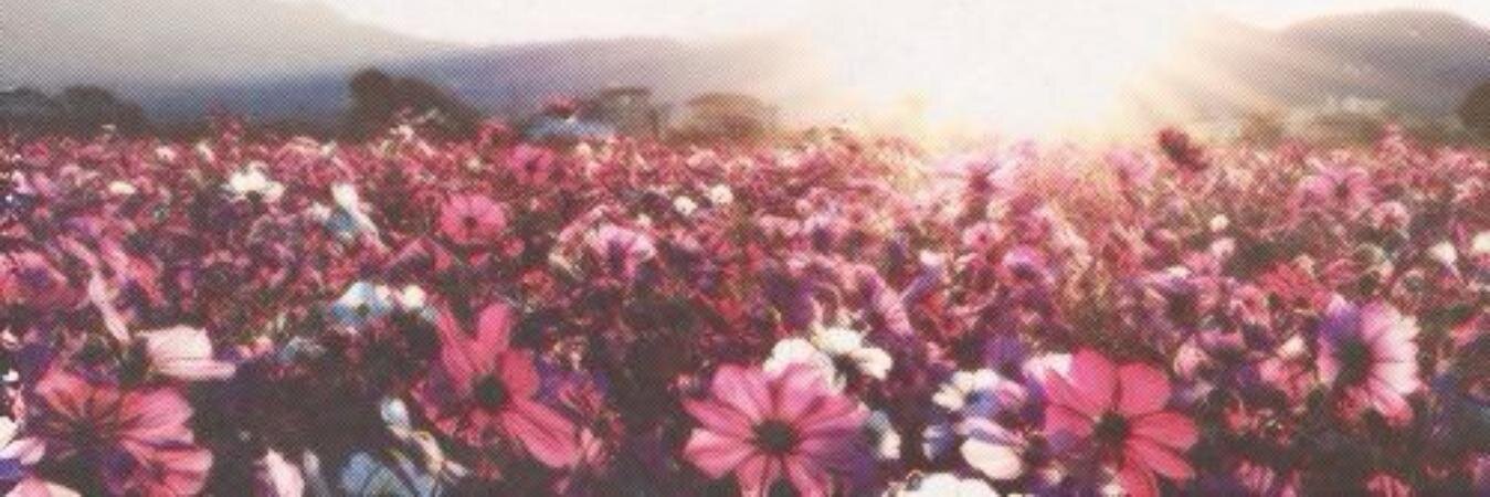 ChasidyXo's profile banner image
